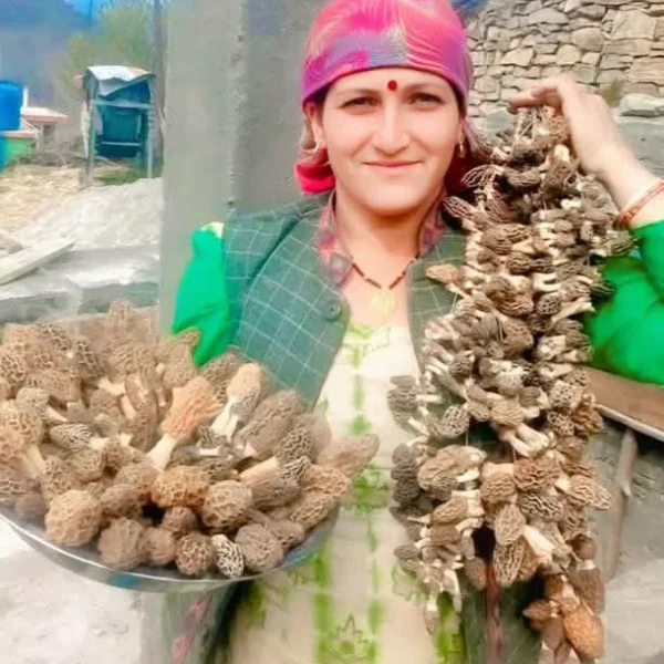 Nature grown Morel